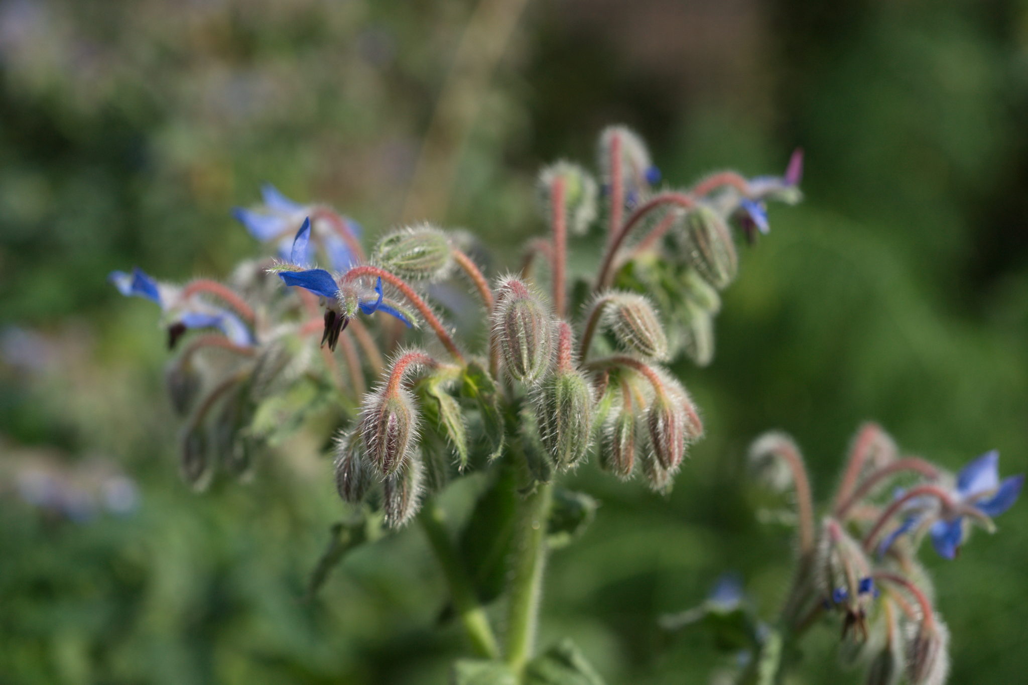 20210721  Gruen(t)raumHeimfeld 029